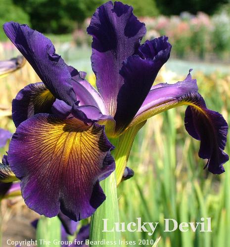 Lucky Devil (5)